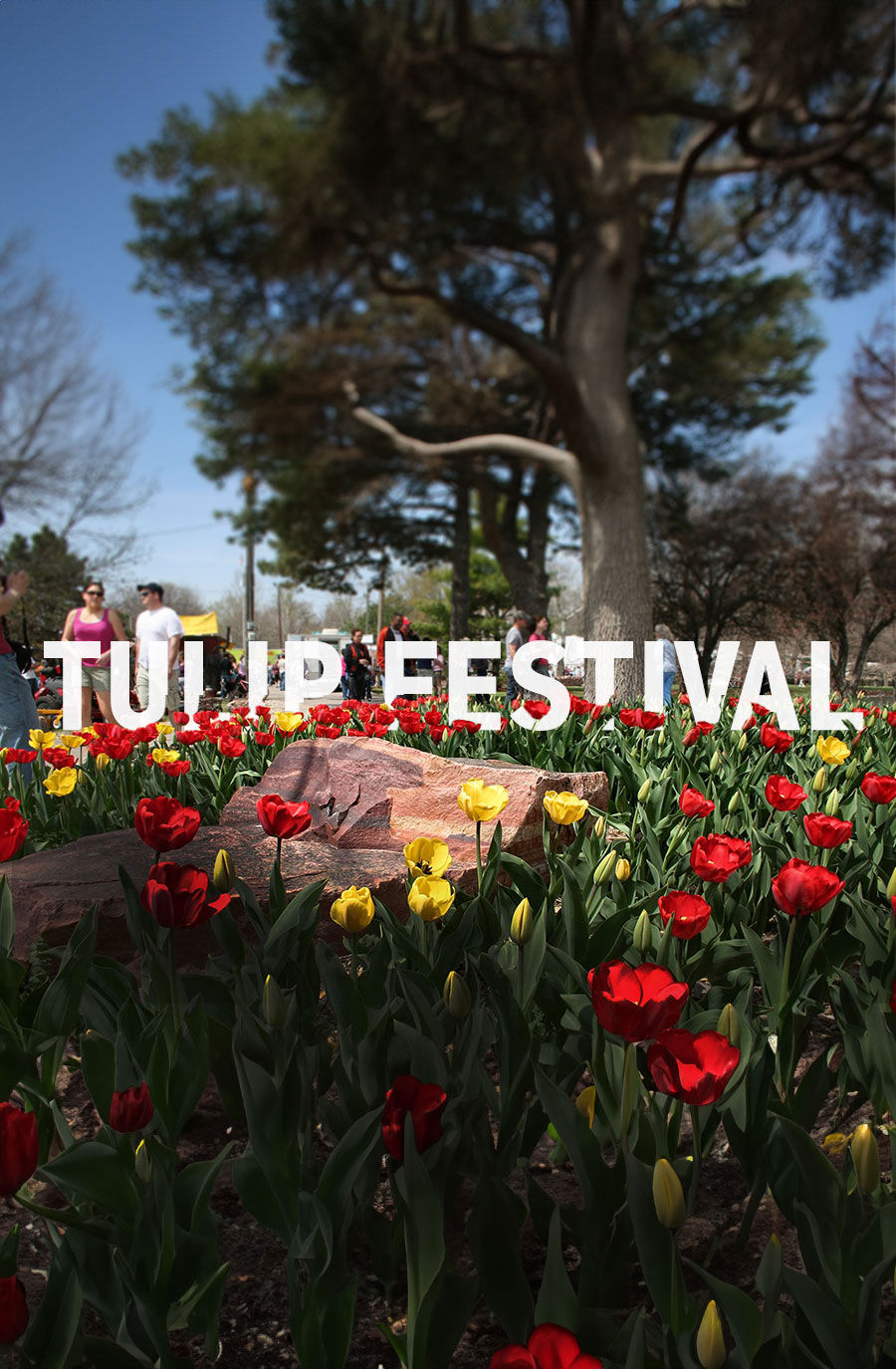Tulip Festival - Mobile Image