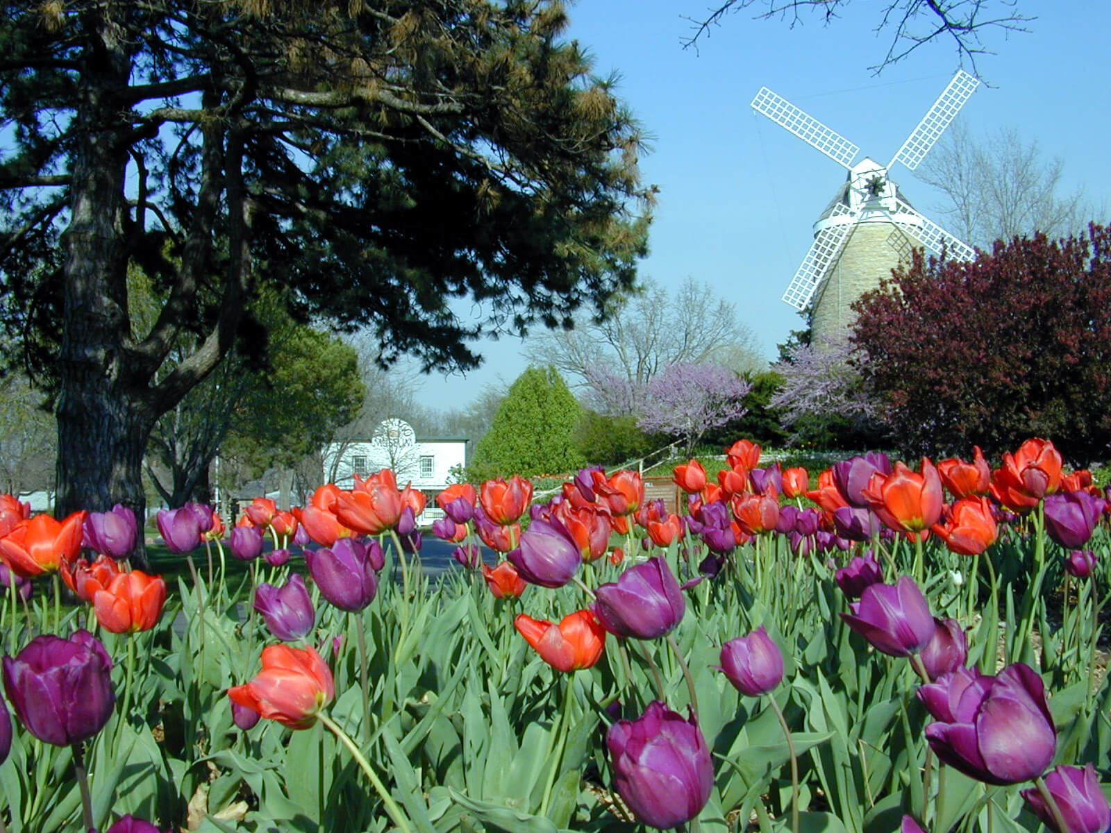 Photo of Tulips at the Dutch Mill